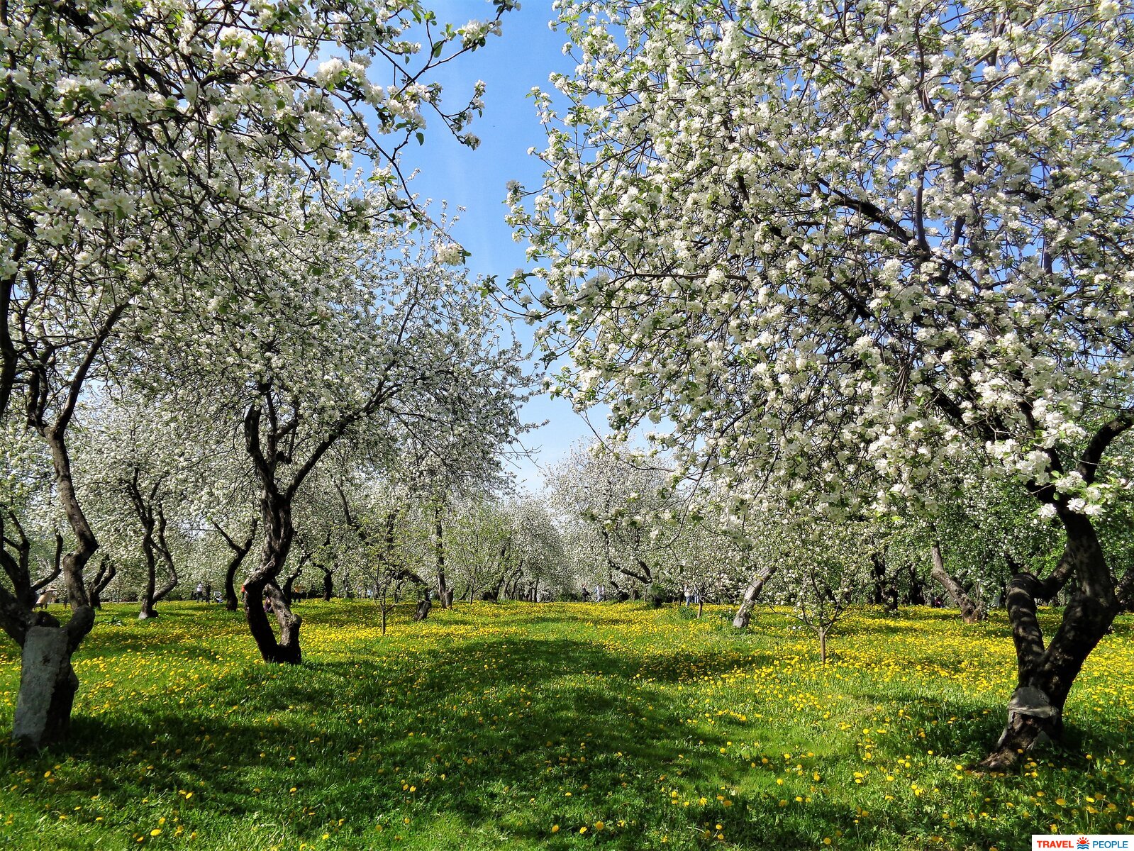 Цветущий яблоневый сад в Коломенском