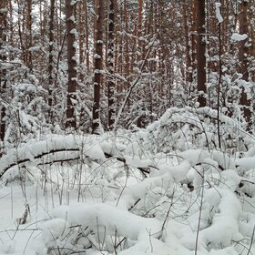 �������� ���