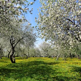 Цветущий яблоневый сад в Коломенском
