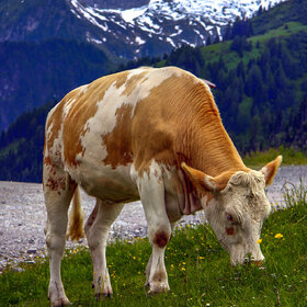 Альпийская корова