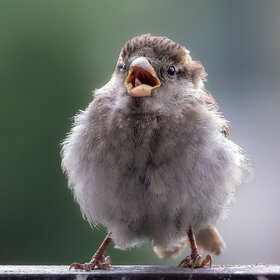 ����. ������.