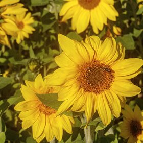 ����. ����������. ���������. ����������.