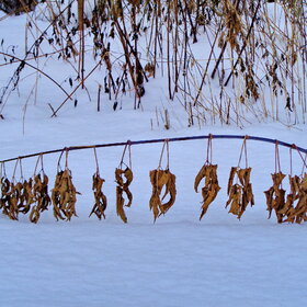 ����. "�����" ��������