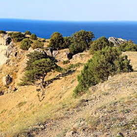 ����. �����������. ��� �����.