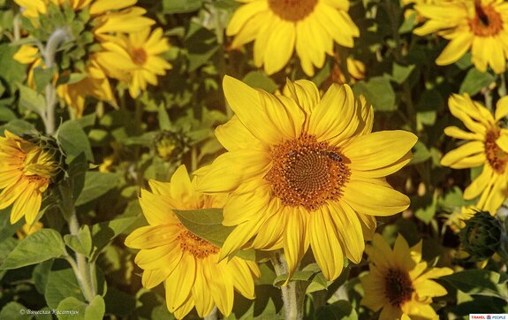 ���������. ����������.